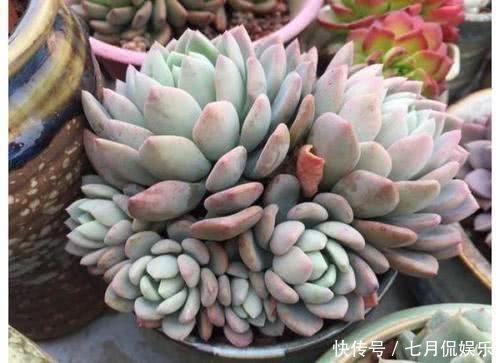 多肉植物|新手养多肉植物,做好这几件事,长得胖乎乎,个个爆满盆