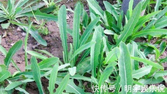 野菜|5种野菜,城里人当杂草,却不知这种野菜被誉为”天然钙片“