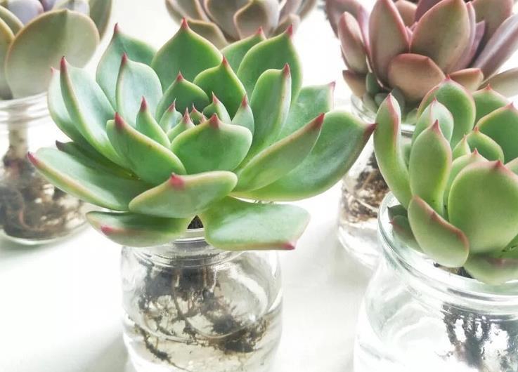 摘叶|总下雨,露天盆栽的多肉穿裙子了,砍头摘叶,扦插育苗可好?