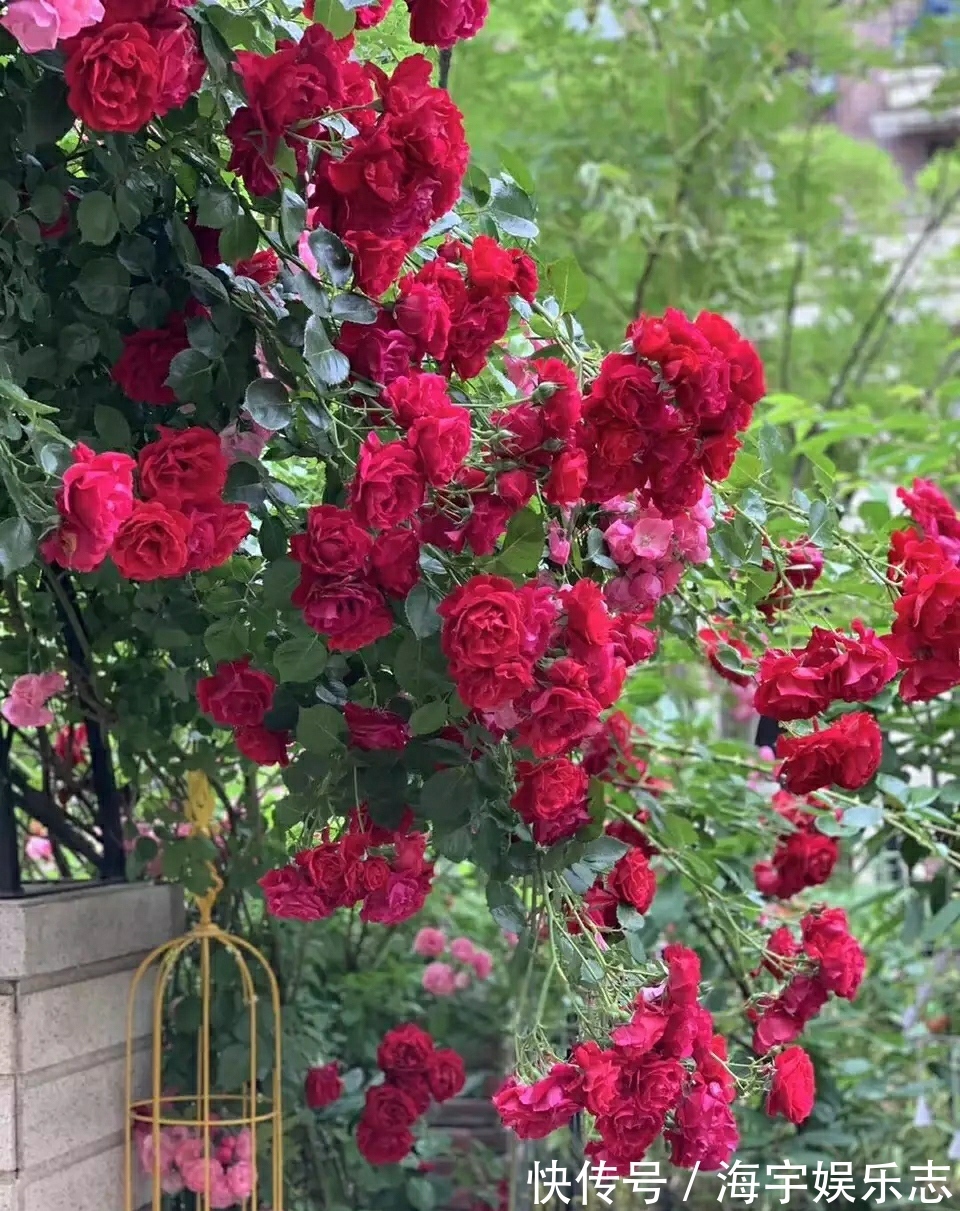 我有一个花园小院，秋季月季开花尚好，草花开爆盆