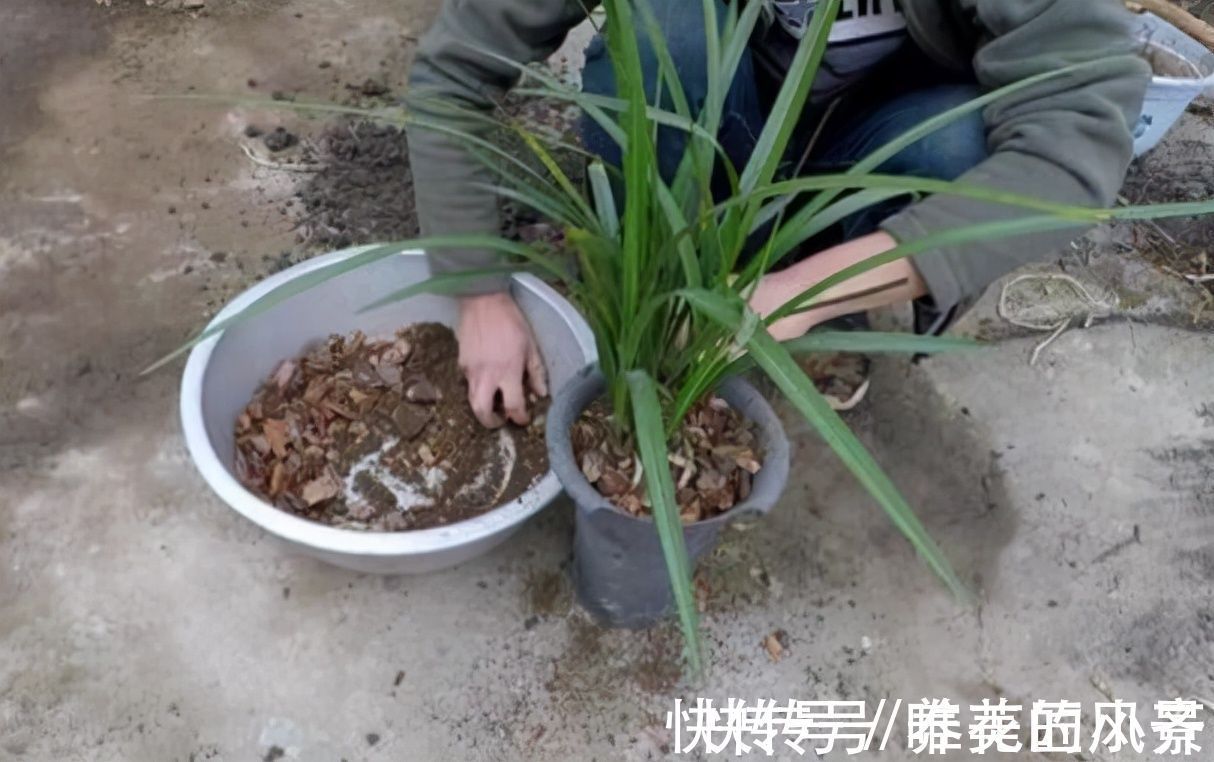 兰花栽种要“露根”？高手都这么整，因为能预防烂根