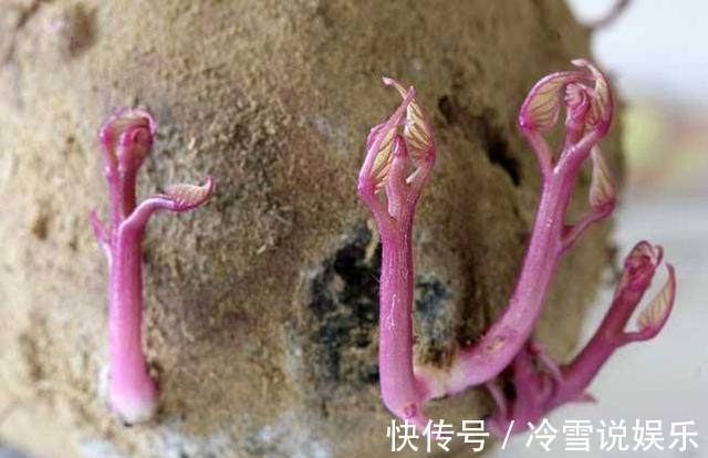 发芽|2类蔬菜发芽后吃，不仅没毒，而且营养价值翻倍