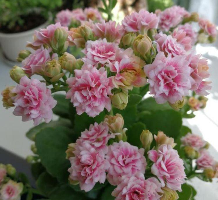 4种花花期超长的,养在家里繁花似锦,清新脱俗