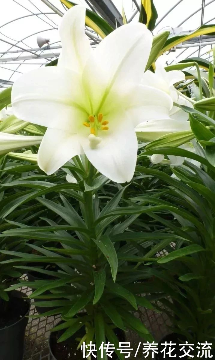  盆栽|冬天室内养盆栽百合，花朵开败叶子不剪，给肥给阳光，春暖就开花