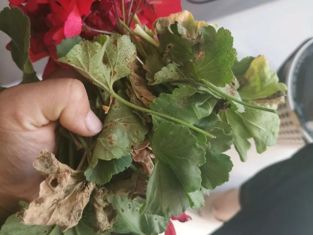 雨水|10种不能淋雨的花，淋完雨就死，盆栽养花注意事项