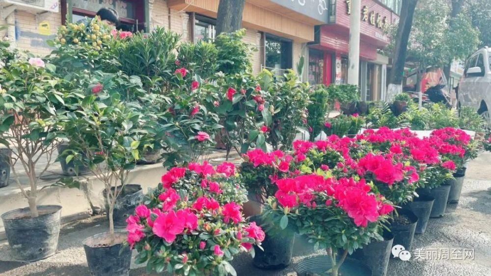 老城|周至县城有条街，叫面粉厂巷子...