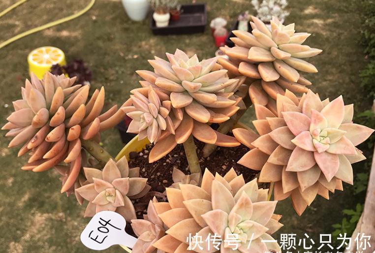 橙色恋人——叶形像胧月,颜色像布丁的多肉,我觉得你多半没养过