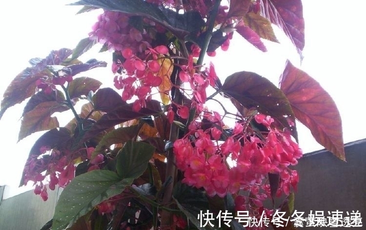 月季|4种花漂亮又好养,养在哪里都爆盆,颜值超高美极了