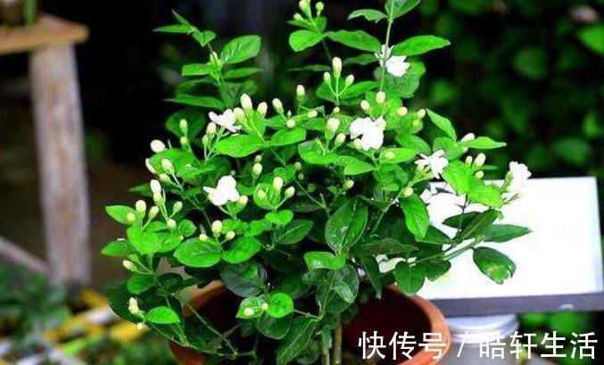 根系|茉莉花干枝黄叶怎么办?1步操作让它焕发第二春,叶绿开花多!