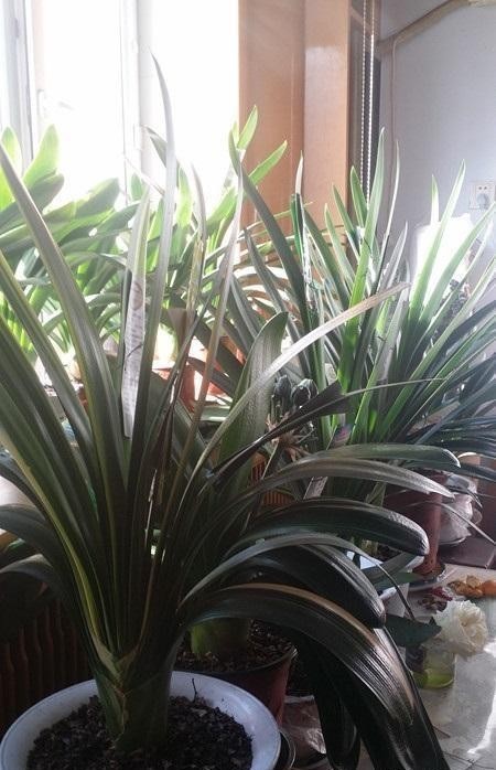 叶子|大爷养君子兰,用核桃仁加核桃皮,君子兰喜油性,长得嗖嗖快