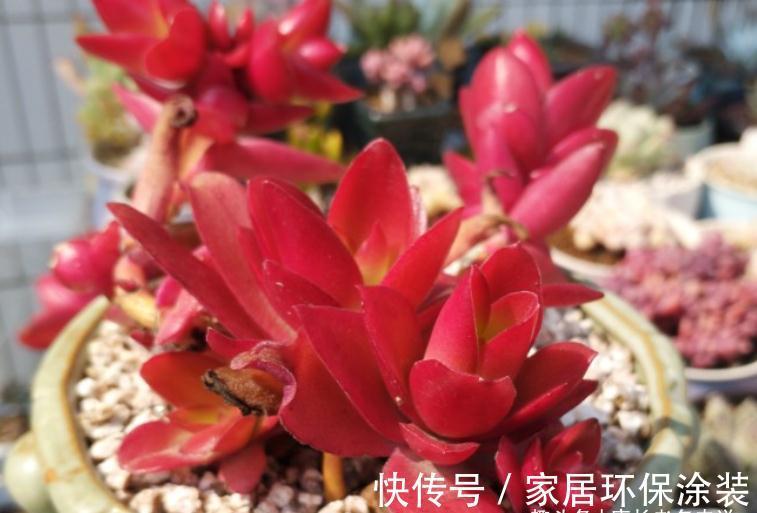 别人的多肉火祭红了，你的却糊了？说明养护方式不对，快点调整吧