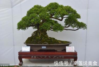 农村最值钱的“树”,如果看到了挖回去种,好看还养人