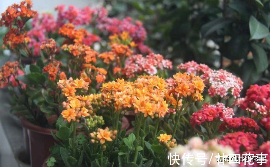 廿六|9月逛花市，6种花值得买，花量大花期长，秋冬实现“赏花自由”