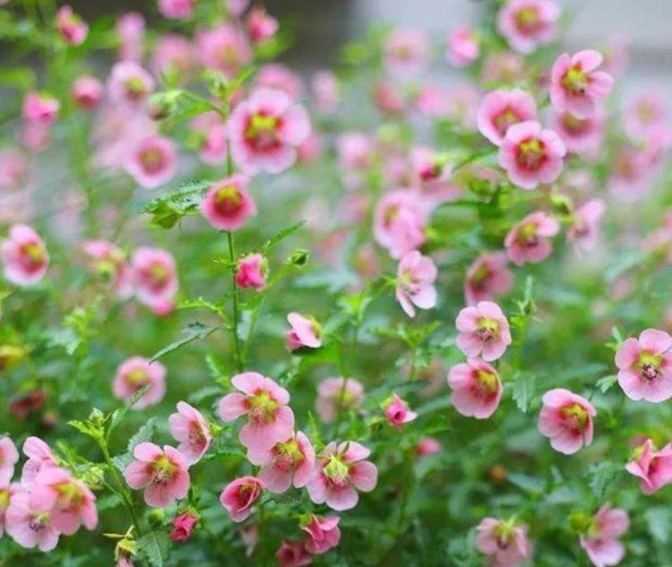 4种花美的出奇,好养又漂亮,一开就是300多天!