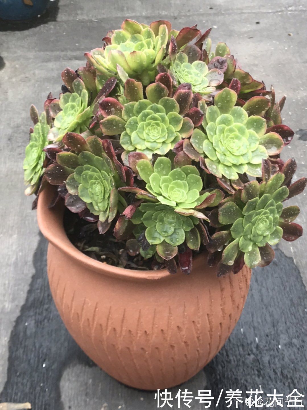 浇水|9种花,夏天休眠了,一定少浇水,否则越浇越死