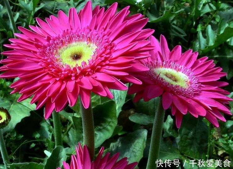 此花花姿妖娆,绚丽的花色散发着夺目的光芒,给人以清风拂面之感