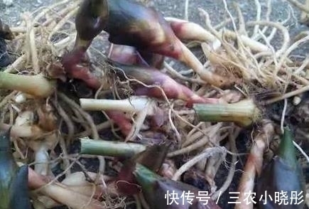 茗荷|农村常见的野味,被日本人赞为“亚洲人参”,村民却拿来喂猪