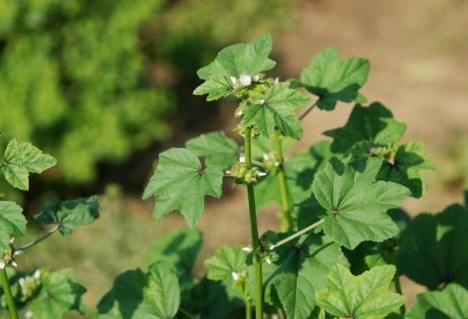  原产|原产自我国，曾是“百菜之王”，如今沦为野菜，北方人：不认识