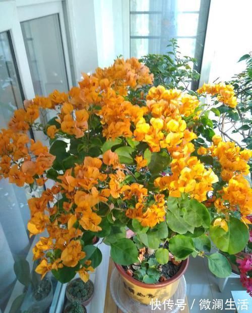 吴大姐养花，7天浇一次肥水，土壤肥沃疏松，家里成花海