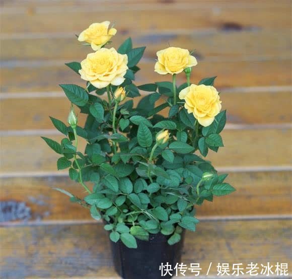 消毒|家庭养花：该怎么给土壤杀菌消毒？简易高效的手段有3种