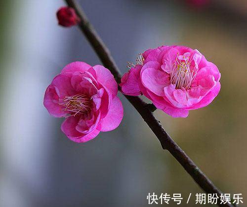 梅花|心理测试选一枝梅花，测你前世是男是女