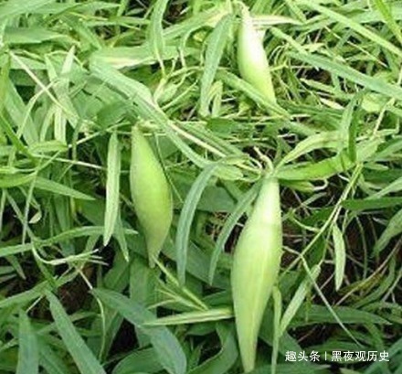 蛋白质含量|田间一种野草“地梢瓜”,曾经不被人重视,却不知全身上下都是宝