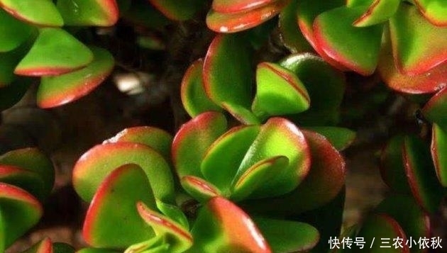 冬季的时|玉树冬季这样养, 温差越大越漂亮!