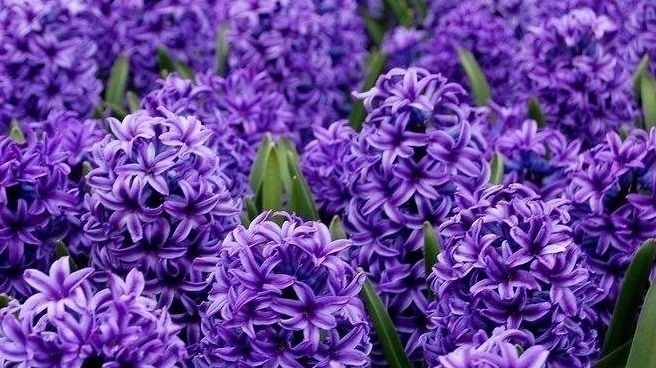 世界上最美的5种花,有1种极其少见,每一种都美到窒息