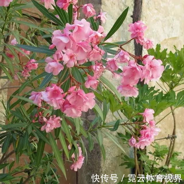 这六种花都是“毒花”,家里有老人、小孩、孕妇的,千万要慎养!