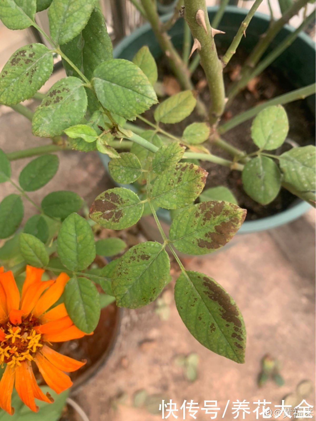 浇水|植物雨季没处躲，勤排水多打理，从此不怕下雨天