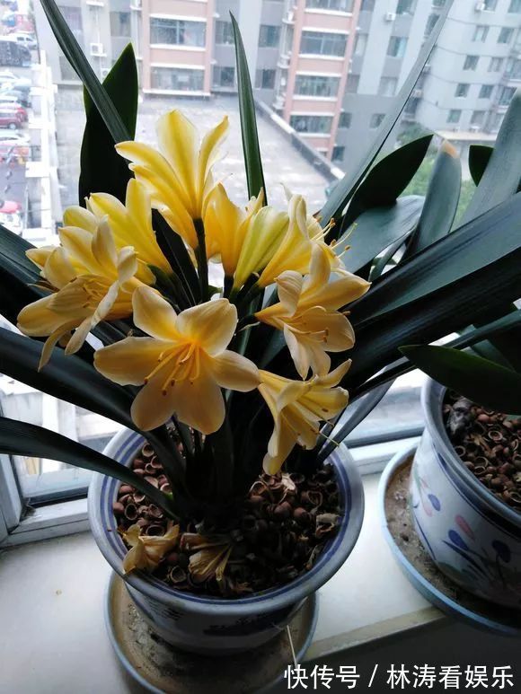 君子兰开花“讲究大”，简单改一改，花箭呼呼冒，花比拳头大！