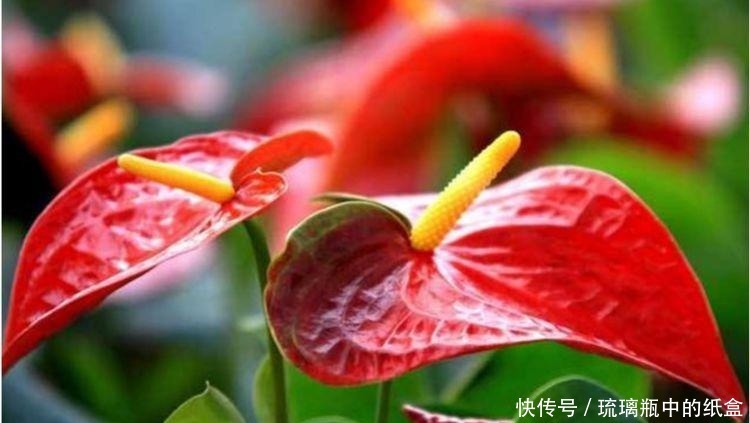 养花|养花就养这几款，空气清新，夜间释放氧气，改善睡眠质量！