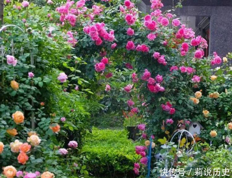 4种花很耐养,沾土就能活,招财又开运,你养了吗?