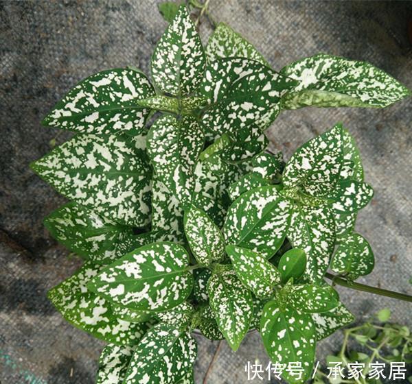 绿萝|3种耐阴植物，养在室内很好，叶色碧绿有光泽，大气又好养