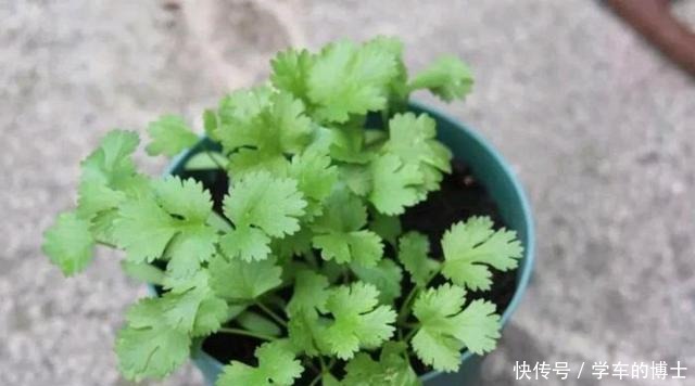 可以在没有院子的情况下，种菜园，在阳台上种盆栽菜！