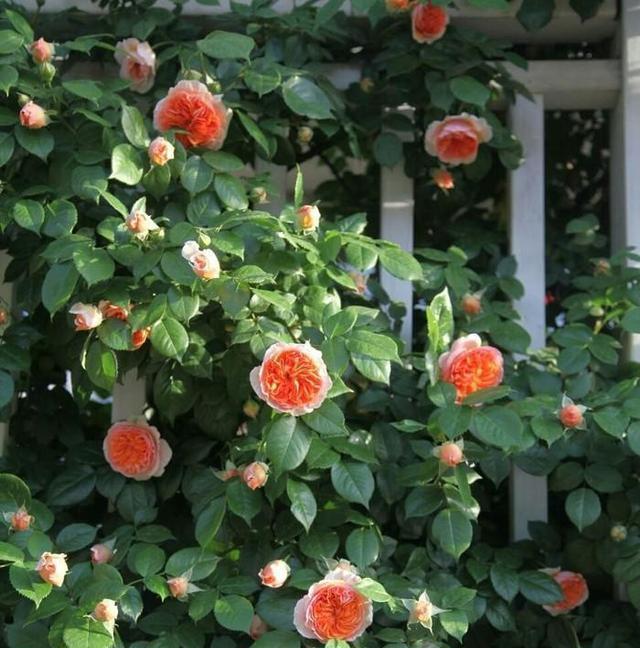 月季修剪藤本月季修剪,灌木月季修剪,微月修剪,这里讲透了