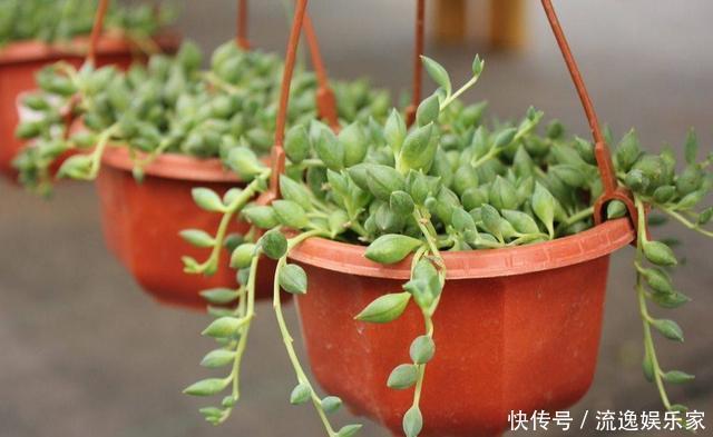 多肉植物|多肉好养却难养爆盆,掌握这几个“技巧”,养爆盆不困难