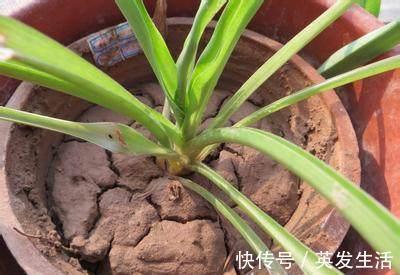 吊兰|花盆里的土壤“裂开”了,“1把它”撒下去,3天变疏松,根系健壮