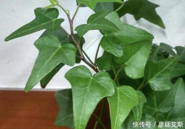 养护|家里有“甲醛”,别忘了养“2种花”,放1盆,甲醛浓度“降低”