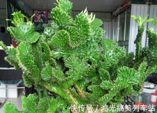 适合客厅养的6种“镇宅花”，美观大气又好养，越养越旺家