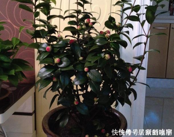 两种漂亮耐寒的花,让阳台不单调,冬季天天赏花,花大色艳