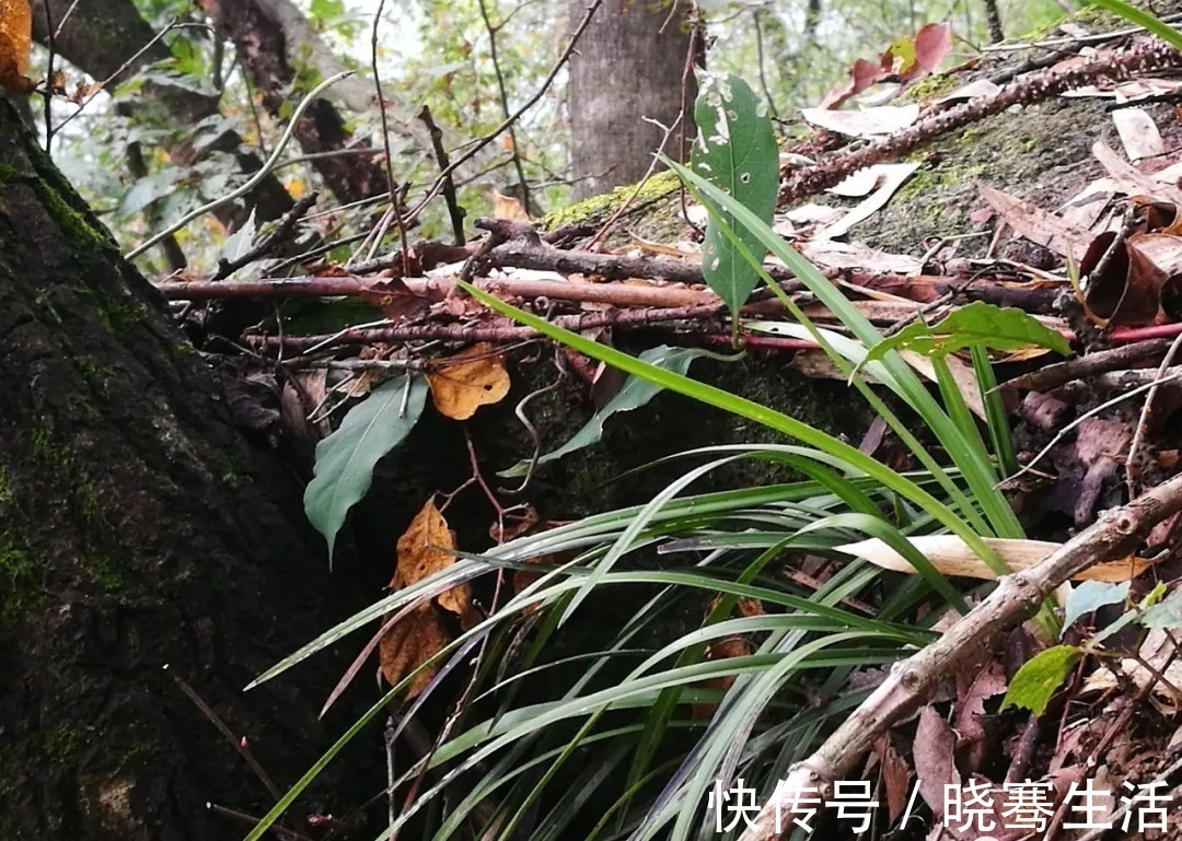 这样的兰花,无论怎么施肥都不开花,磷酸二氢钾也不行