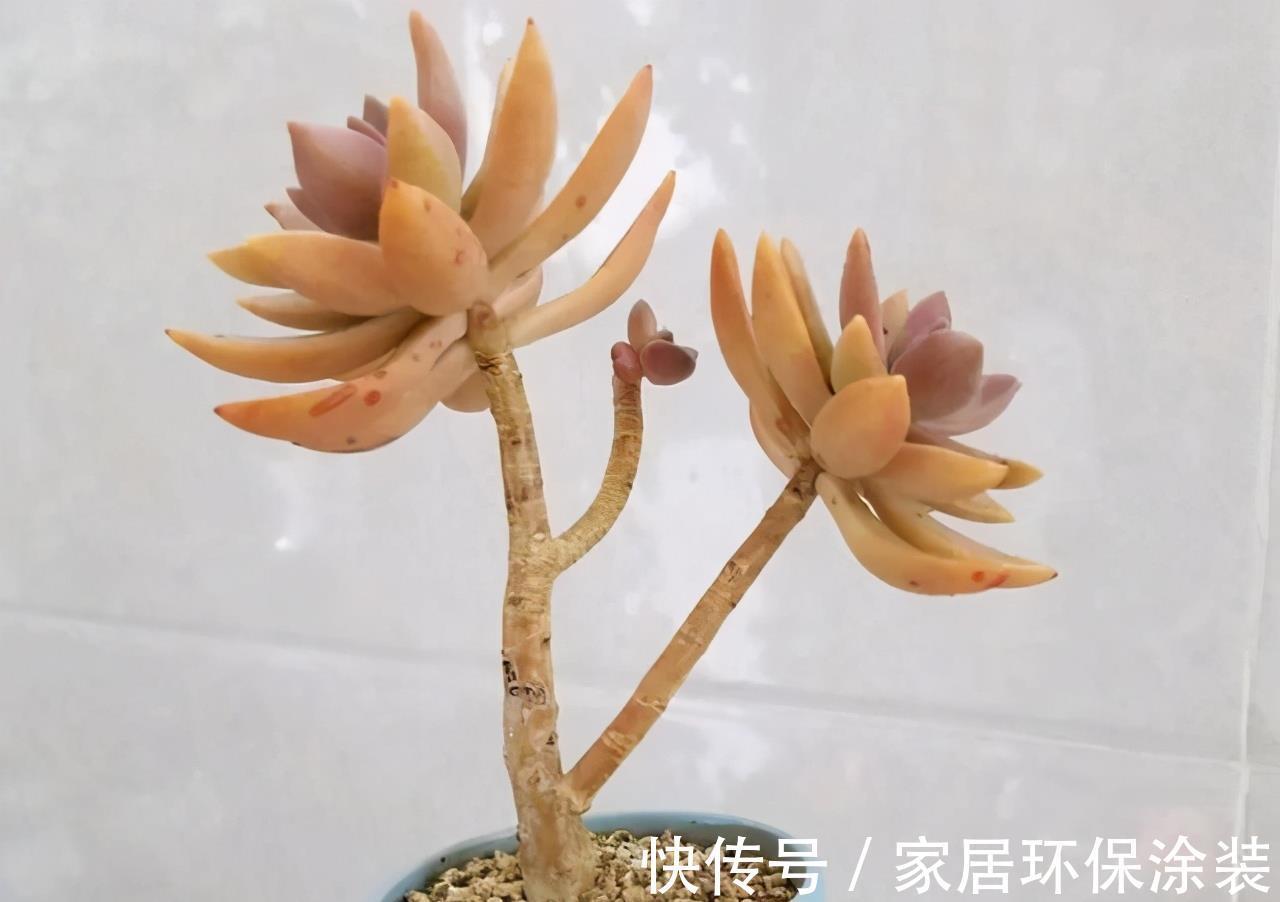 花友|养多肉3年顺风顺水，多亏选了6种大普货，现在全是大老桩