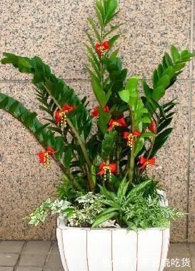 金钱树养植过程中注意几点