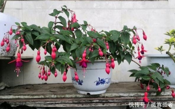 绿萝、吊兰太普通别养了,换上4种花,更加美丽,还显得家庭富贵!