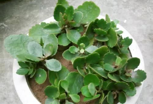 这2种花现在扦插,今年就能开花,可别错过好机会