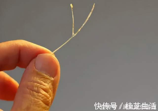 孩子|4岁女儿被鱼刺卡喉,家长用机智救了娃,医生:优秀的父母