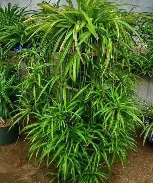 金边吊兰|养吊兰,盆土里加“一样”,3个月长爆盆匍匐茎多,一棵养出60棵