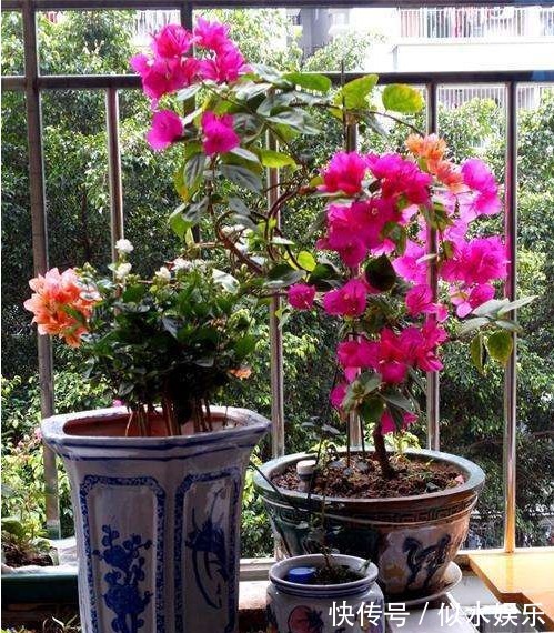 以下这“3种花”,就是喜欢“水”,蹿叶蹿不停,“易爆盆”