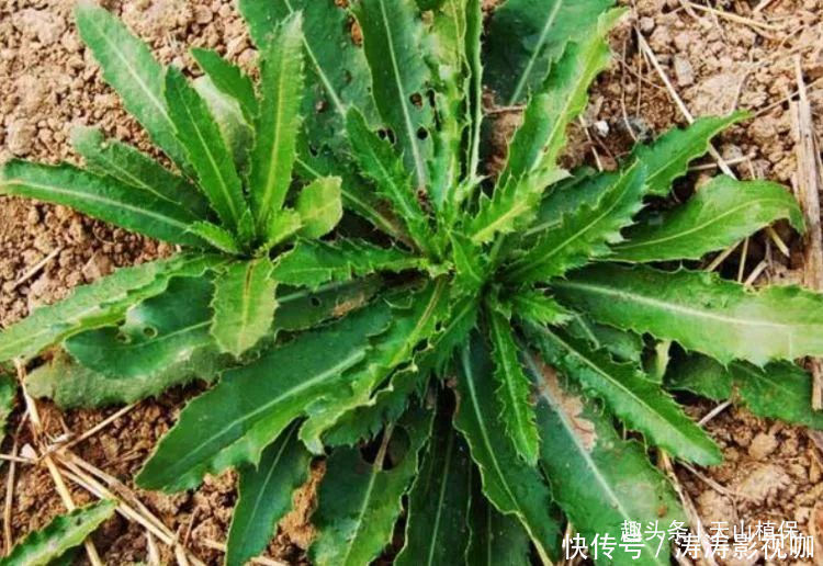 农村常见的野草，叶子长满了刺，是药食同源的植物，浑身是宝